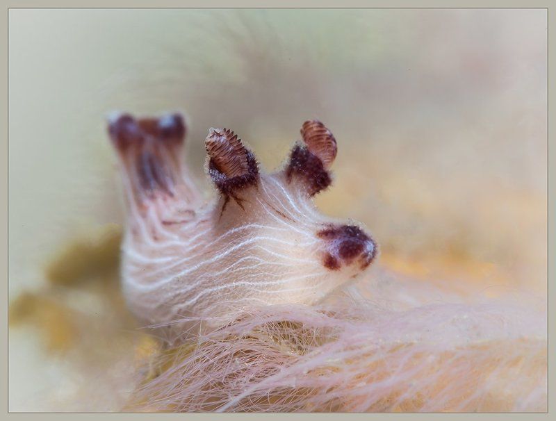 Flowers of Bali фото превью