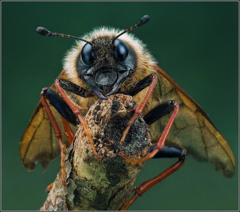 Волосатик лесной пилильщик булав Волосатик лесной. фото превью