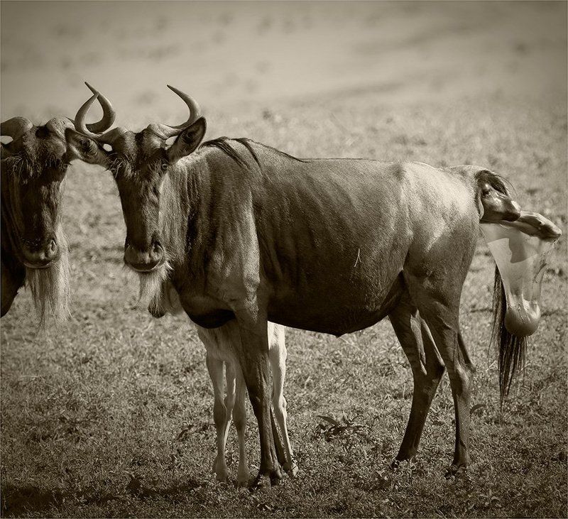 Муки и радости...или беглые зарисовки младшего помощника старшего фельдшера - акушера фото превью