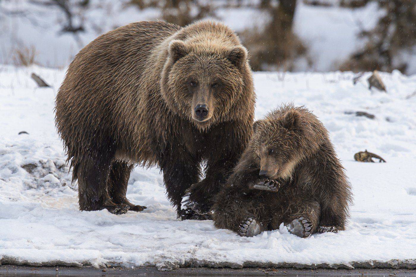 Камчатка дикая природа россии, Курильское озеро южно-камчатский, Сергей Иванов