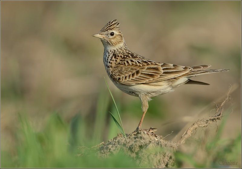птицы, природа, жаворонок, alauda arvensis, полевой жаворонок Жаворонок фото превью