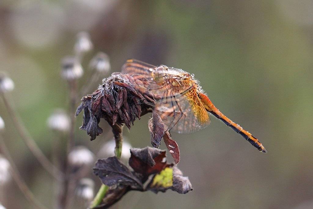 , Сергей Таланов