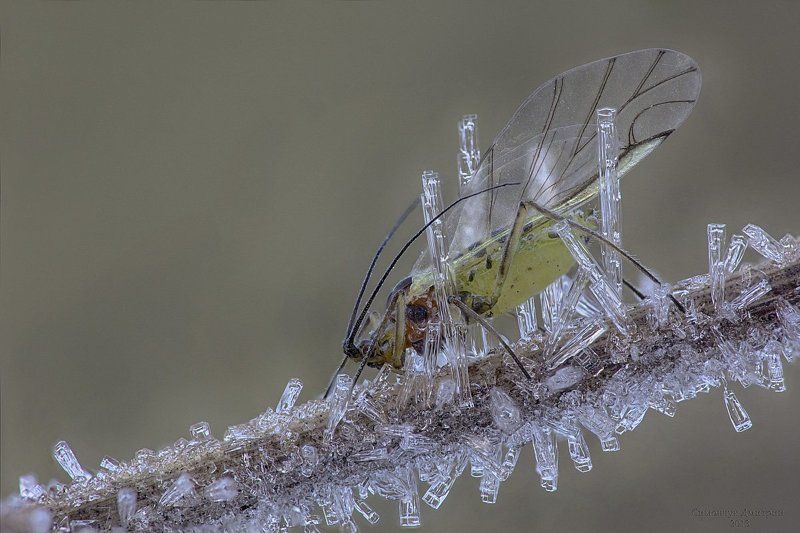 Иней, Тля Приморозило.. фото превью