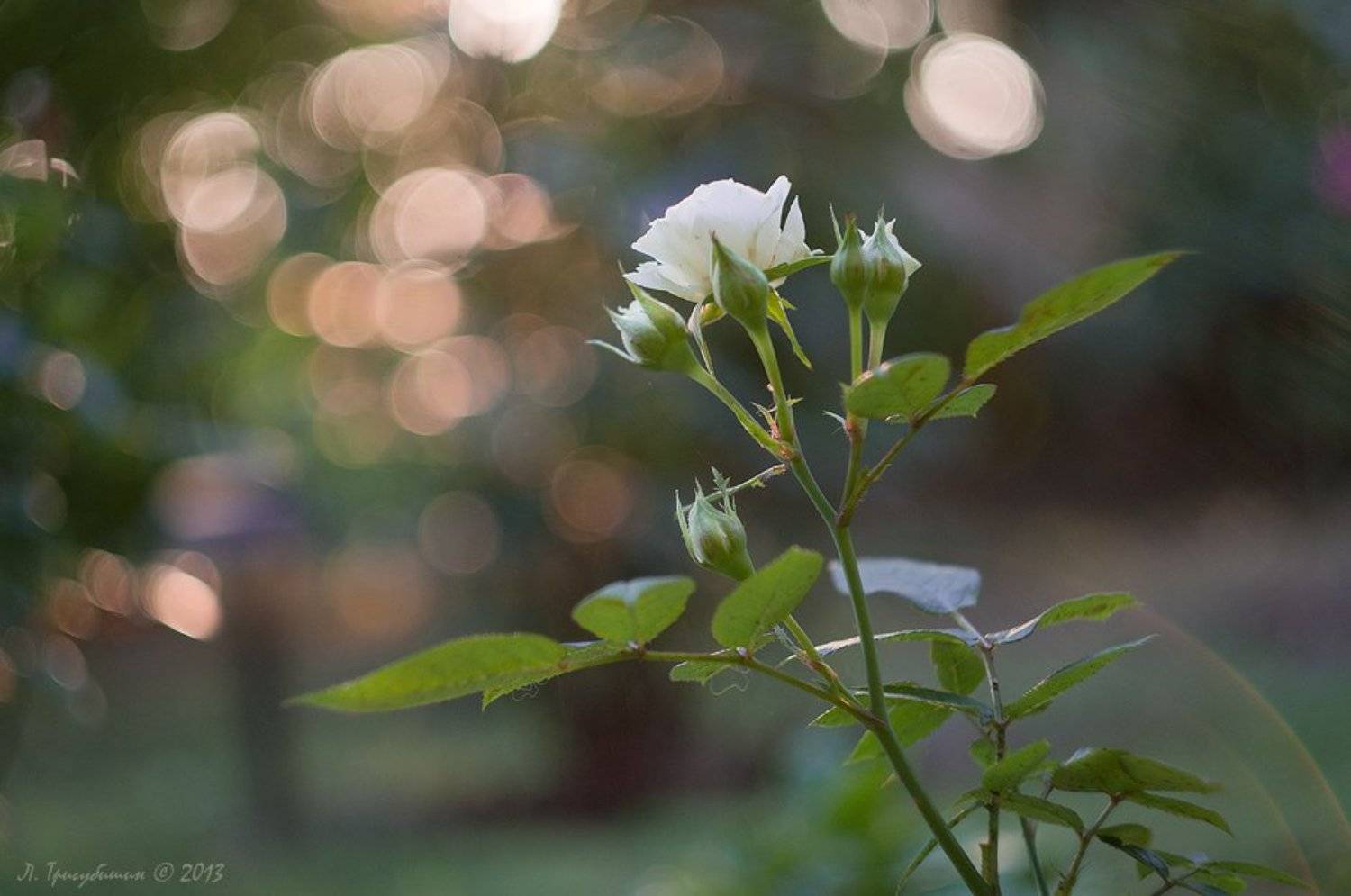 , Любомир Тригубишин