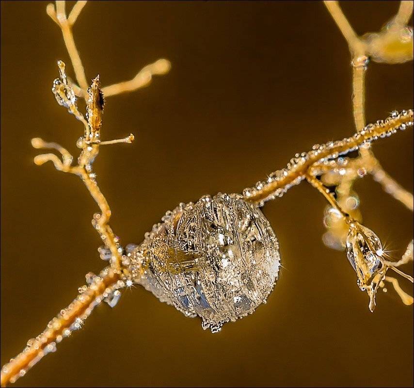 , Бурлов Андрей