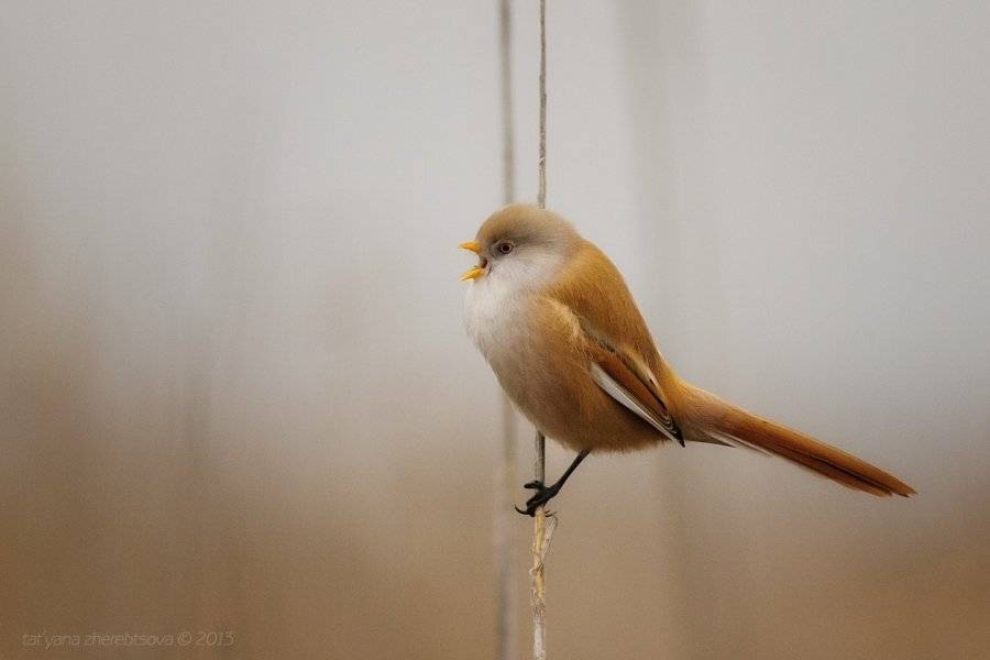 Усатая синица, Татьяна Жеребцова