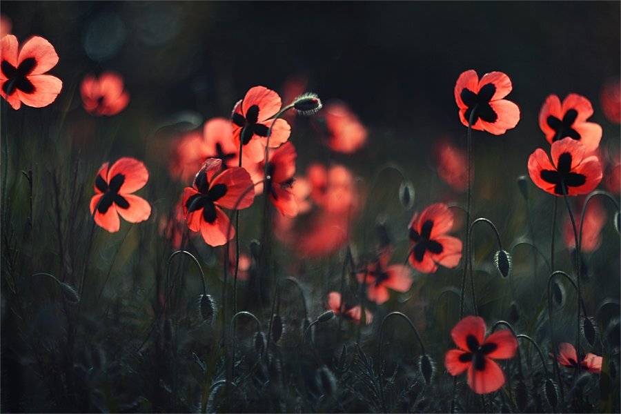 , Наталья Ова