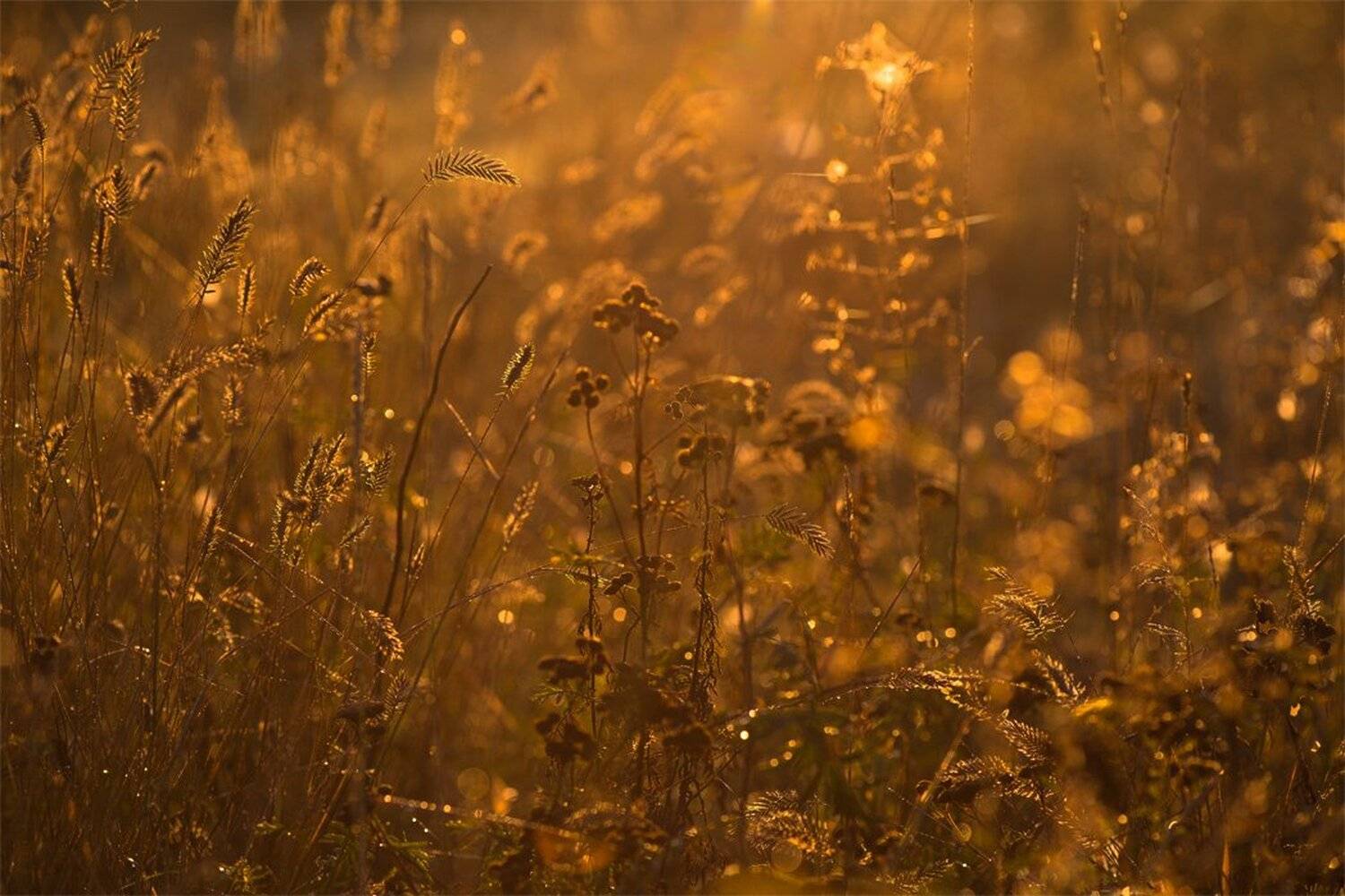 , Геннадий Мещеряков