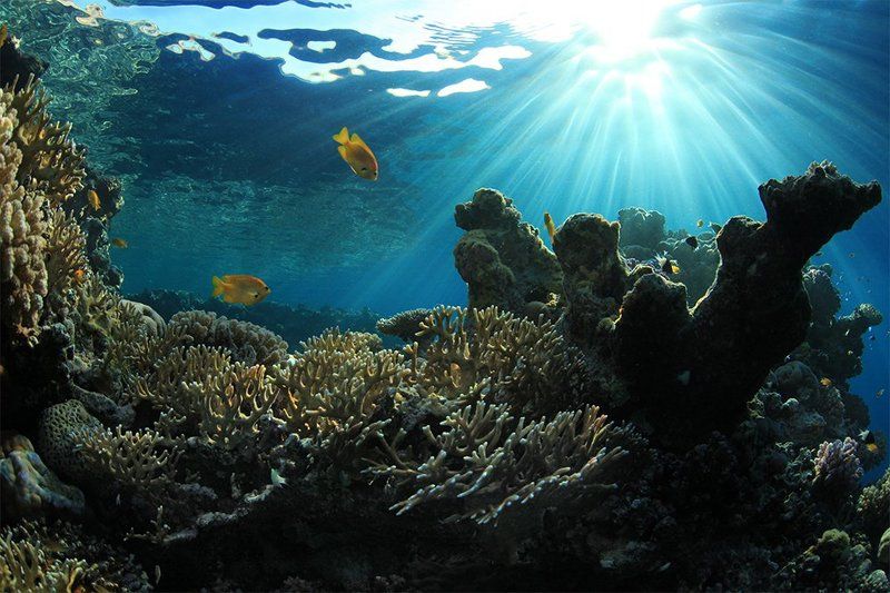 Утро на домашнем рифе. фото превью