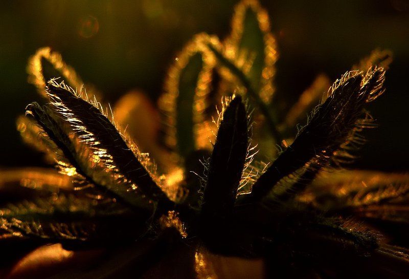 Part of Nature фото превью