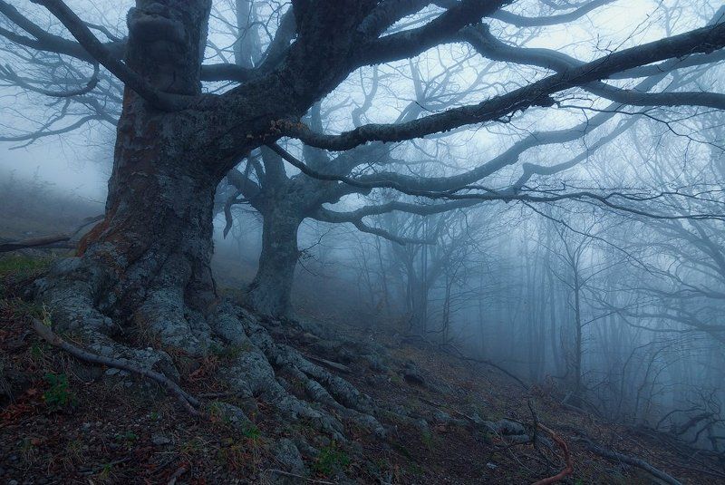 крым, демерджи *** фото превью