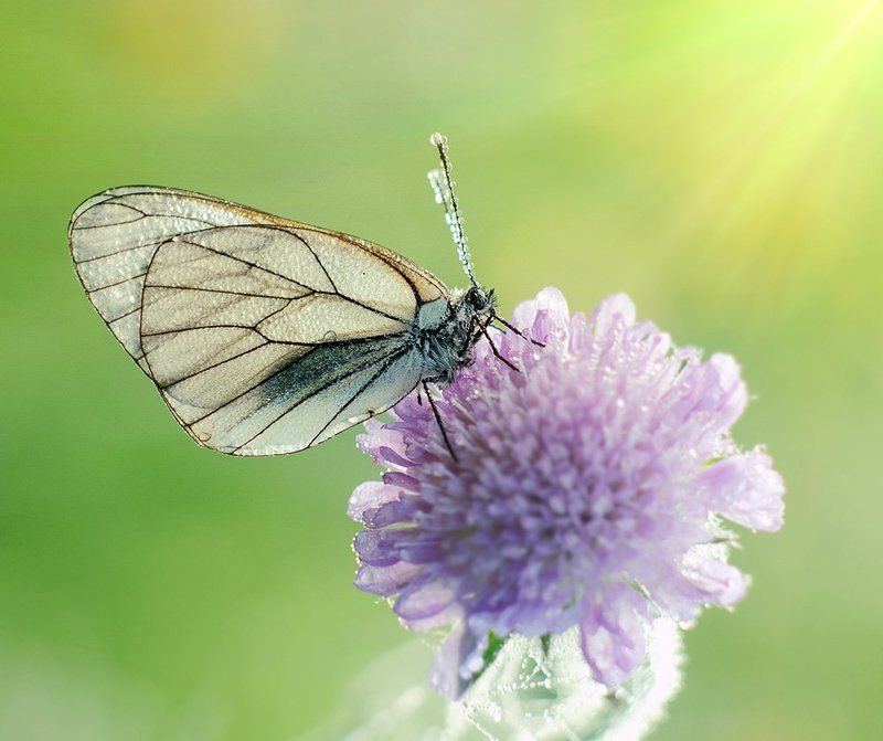 *** фото превью