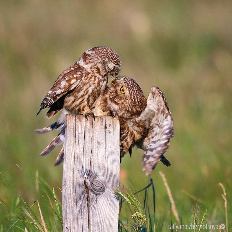 owl, my-mriya, mymriya, wildlife, little owl, Домовые сычи.. Кормление. фото превью