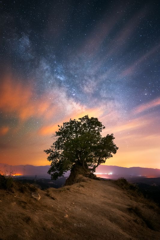 The tree of life фото превью