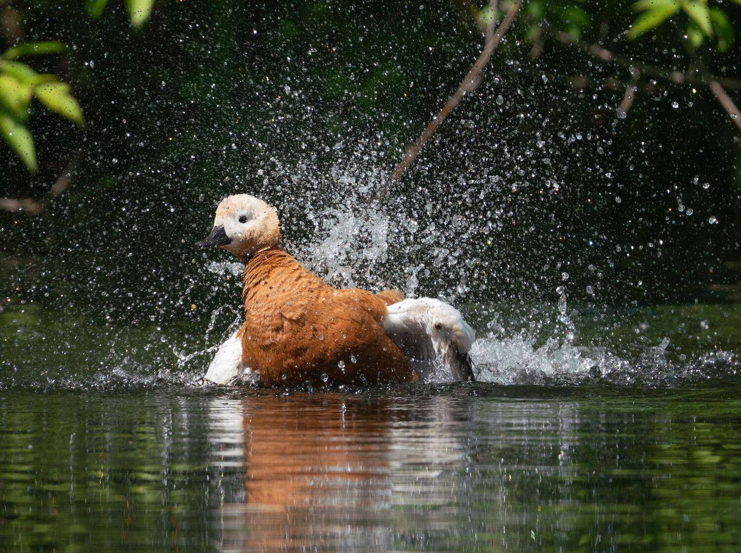 , Константин Дэм