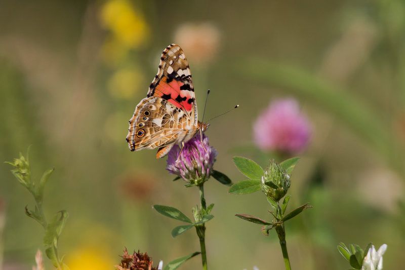 wildlife, insects,butterfly, насекомые, бабочка, vanessa cardui Репейница фото превью