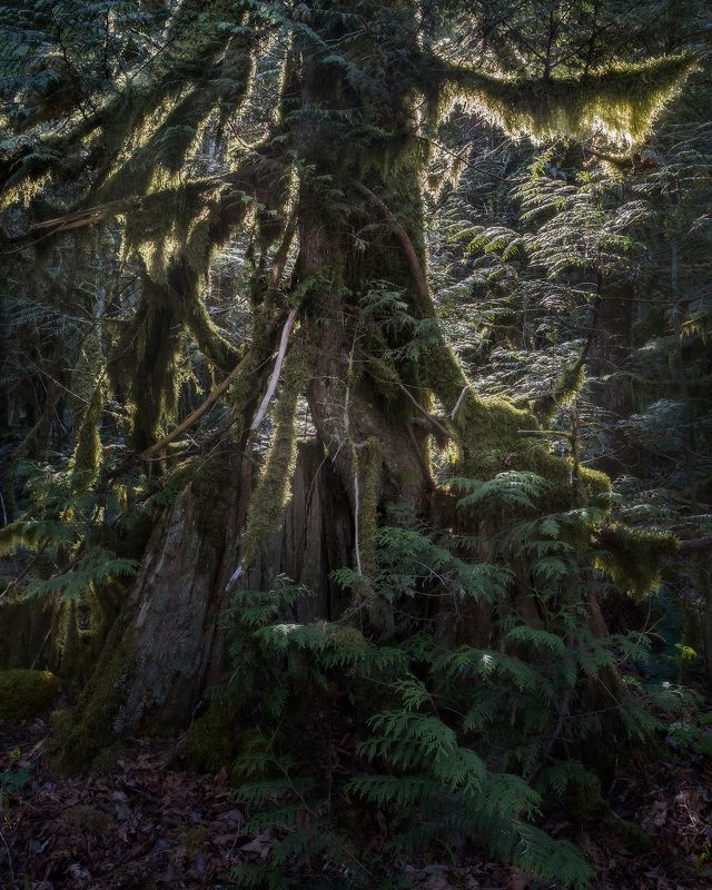 moss, old tree, мох ЖИЗНЬ ПОСЛЕ ЖИЗНИ фото превью