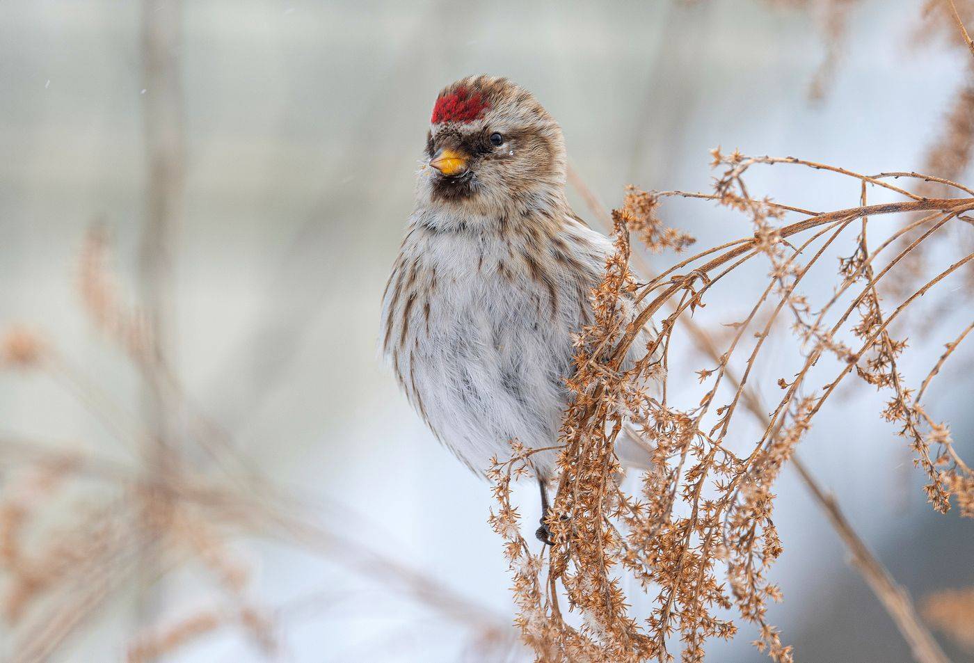 птица чечётка, Руслан Сигушин
