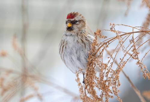 Сижу, гляжу...