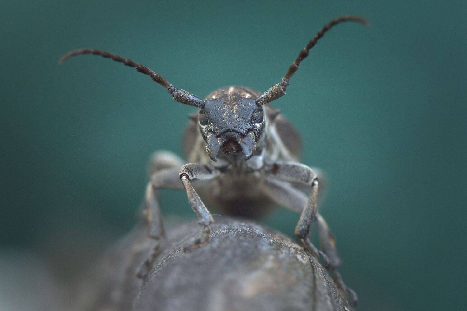 , Макеев Алексей