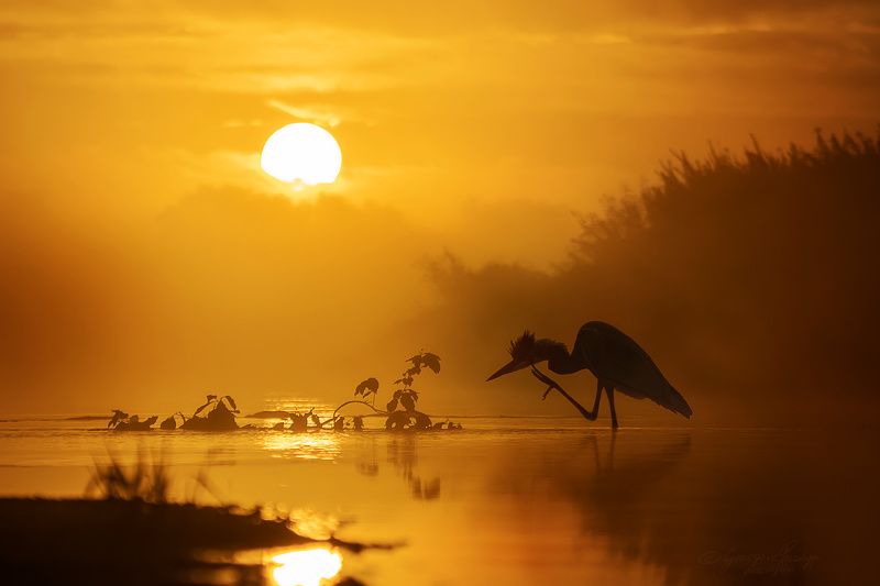 Ardea cinerea фото превью