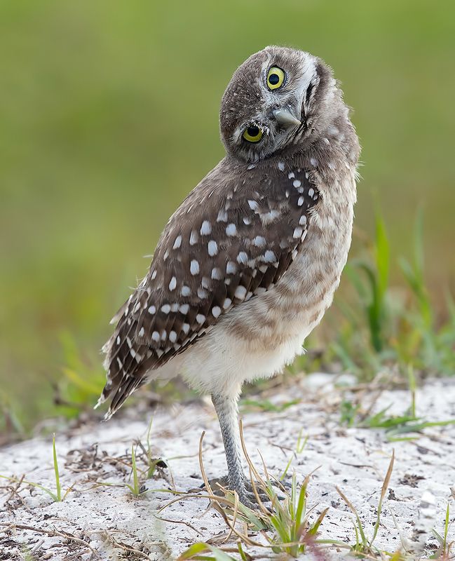 кроличий сыч, florida, burrowing owl, owl, флорида,сыч Burrowing Owlet - Кроличий сыч фото превью