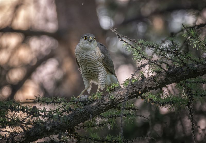птица, ястреб перепелятник, хищник, добыча, охота, Ястреб.. фото превью