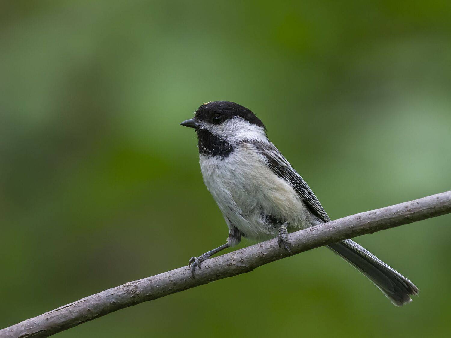 , Fernando Burgalin Sequeira