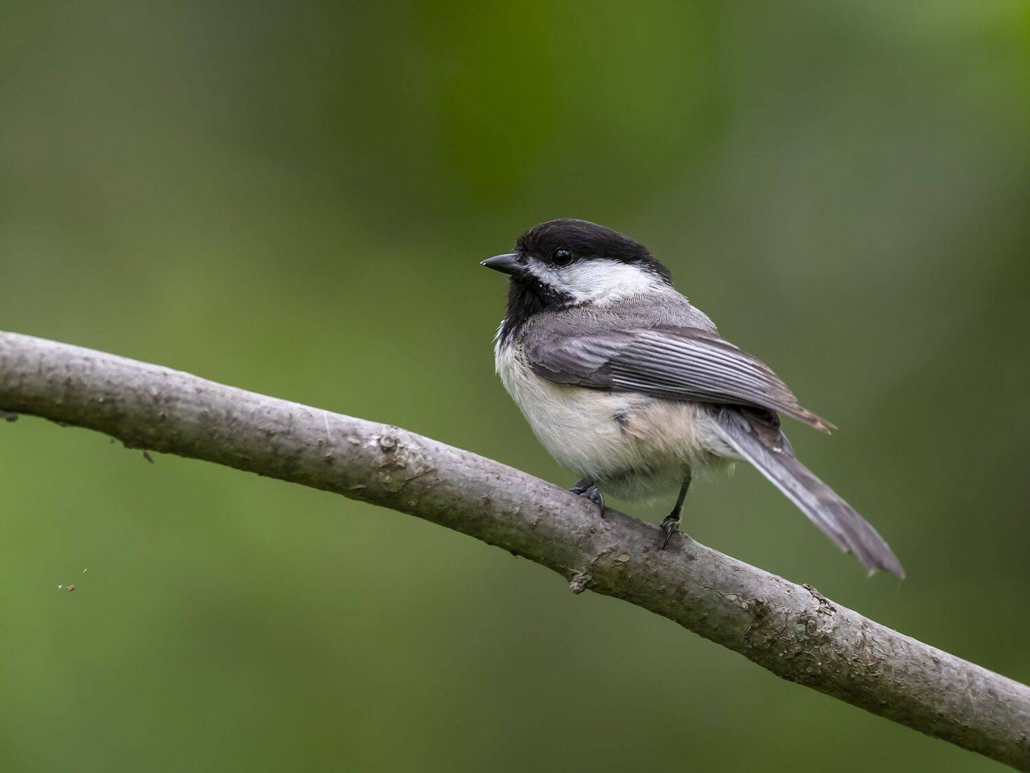 , Fernando Burgalin Sequeira
