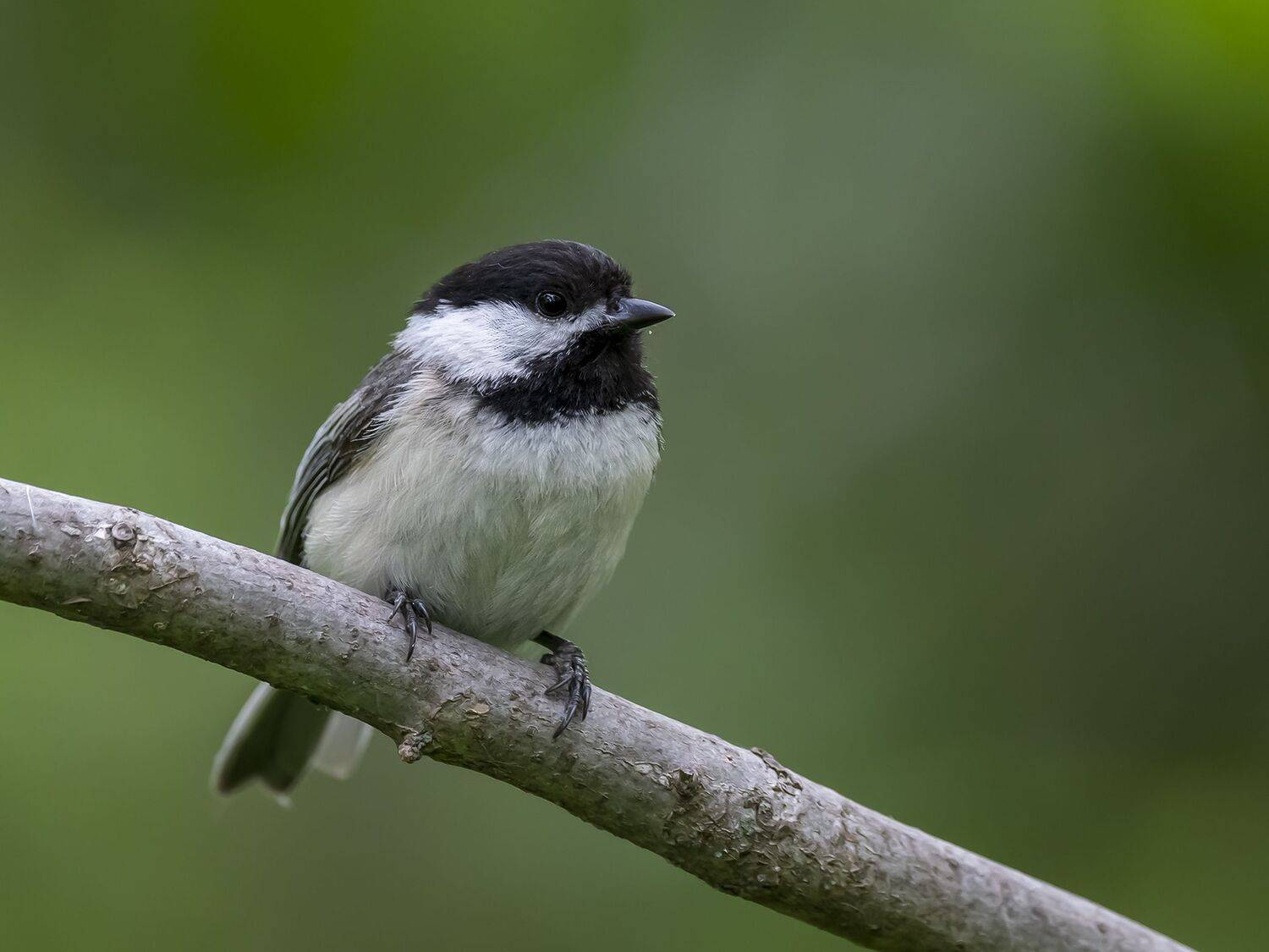, Fernando Burgalin Sequeira