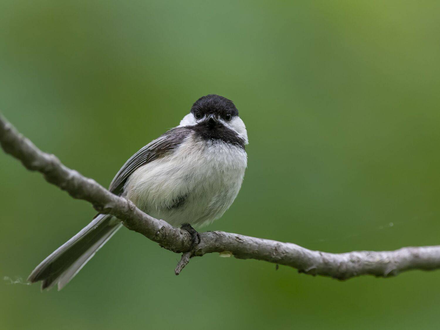 , Fernando Burgalin Sequeira