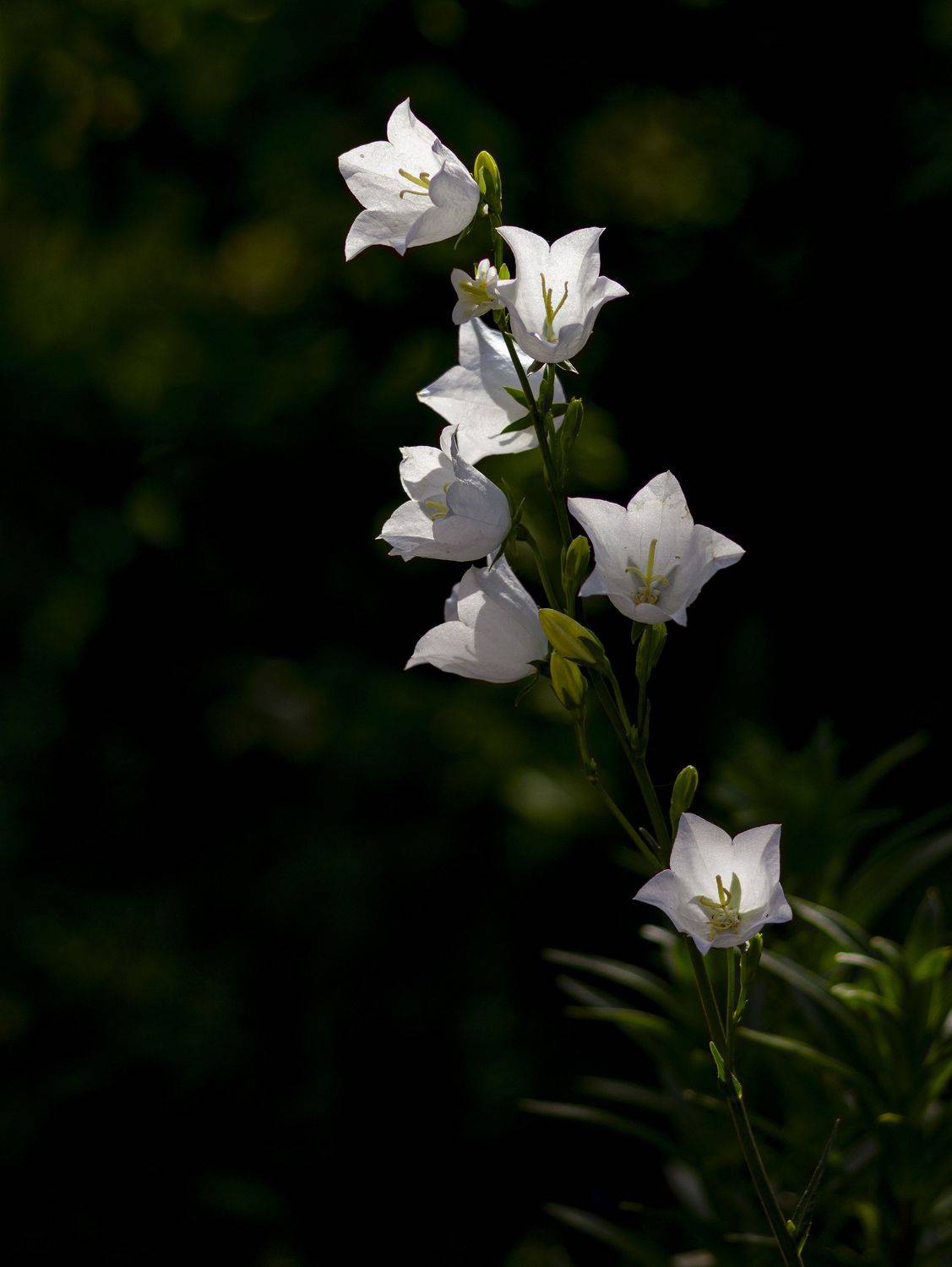 природа, сад, садовые цветы, колокольчик, цветы, Александр Кожухов