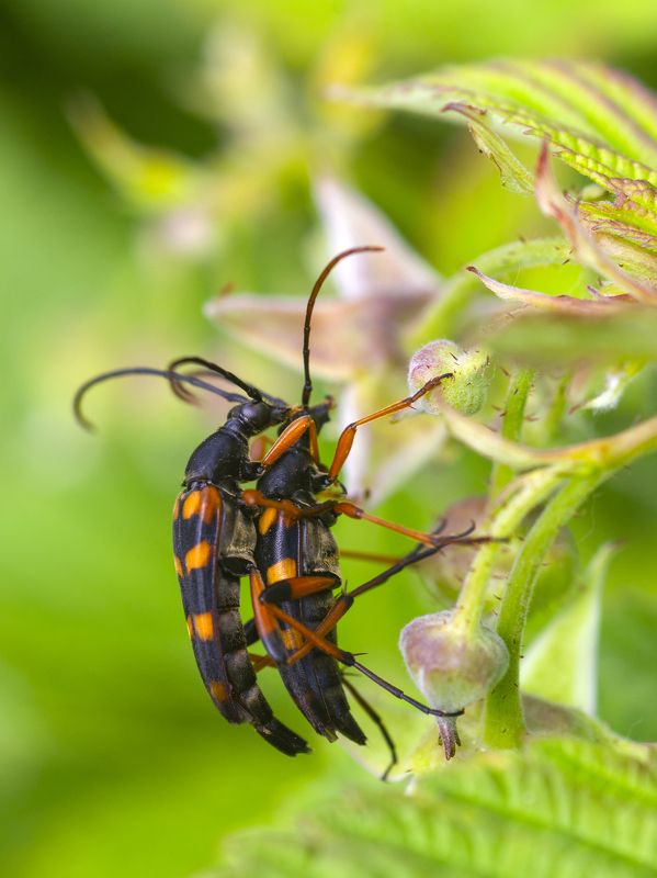 природа, лето, жуки, насекомые, жесткокрылые Любовь фото превью