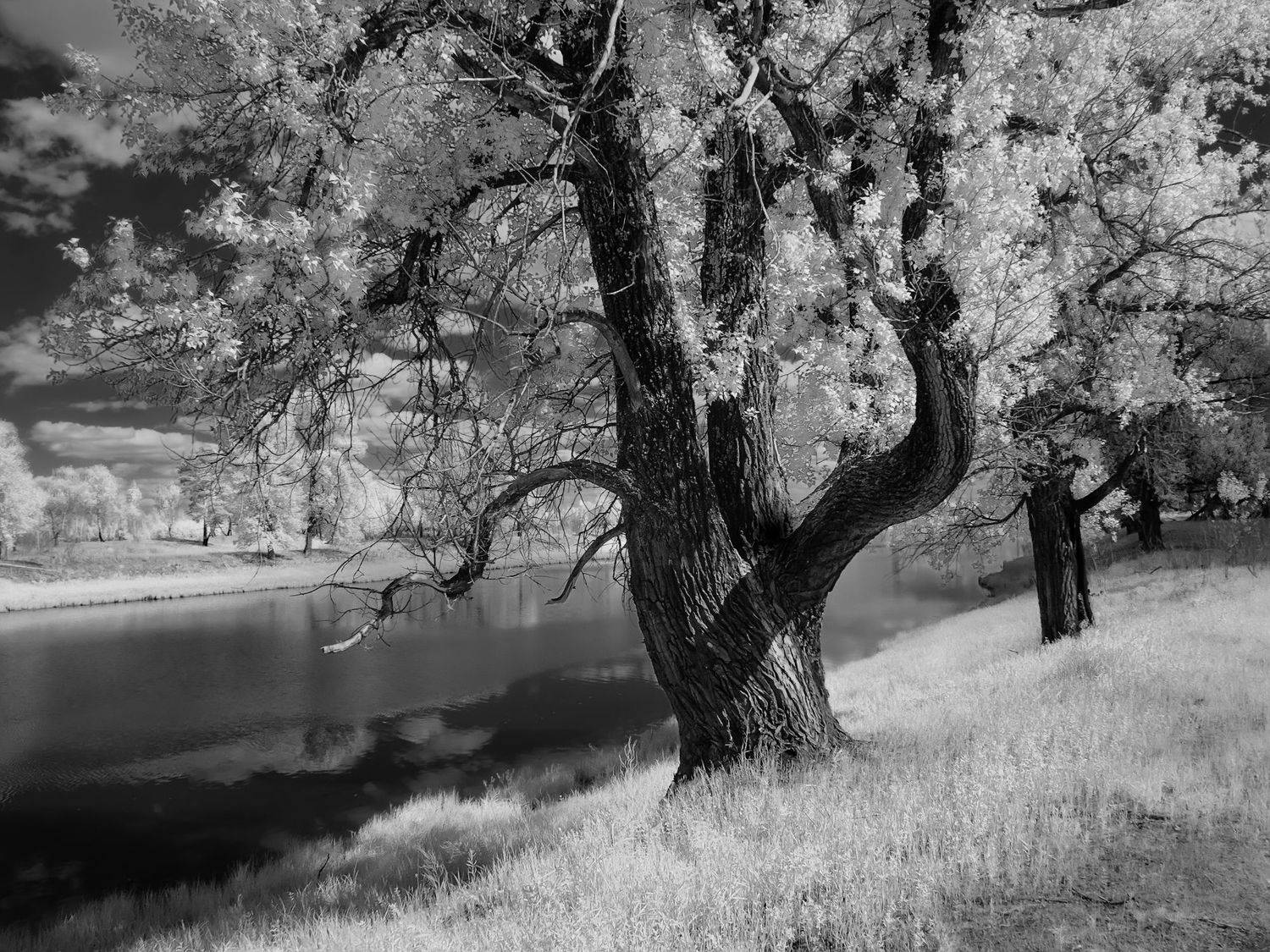 инфракрасная фотография, лето, тополя, речка,  Гобова Наталья