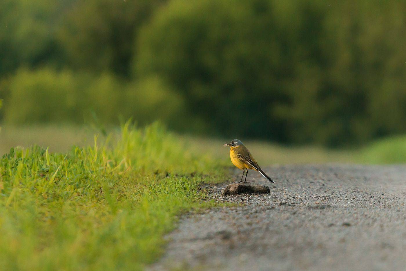 птицы, желтая трясогузка, wildlife, birds, весна, western yellow wagtail, Алексей Юденков