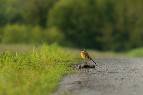 Высоко сижу - далеко гляжу
