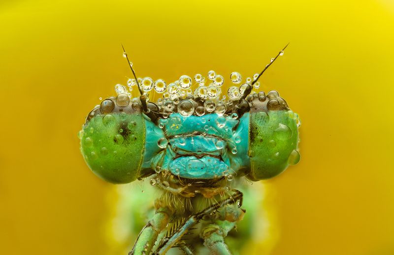 макро, стрекоза, лето, насекомые, стекинг королева лета фото превью