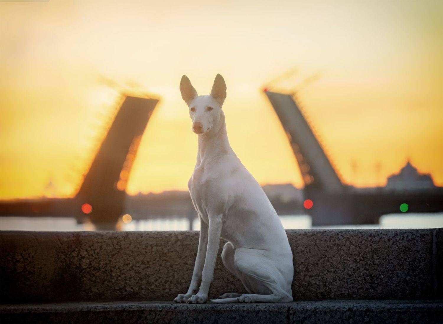 , Андрей Ершов