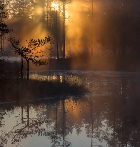 Магия рассвета на болоте