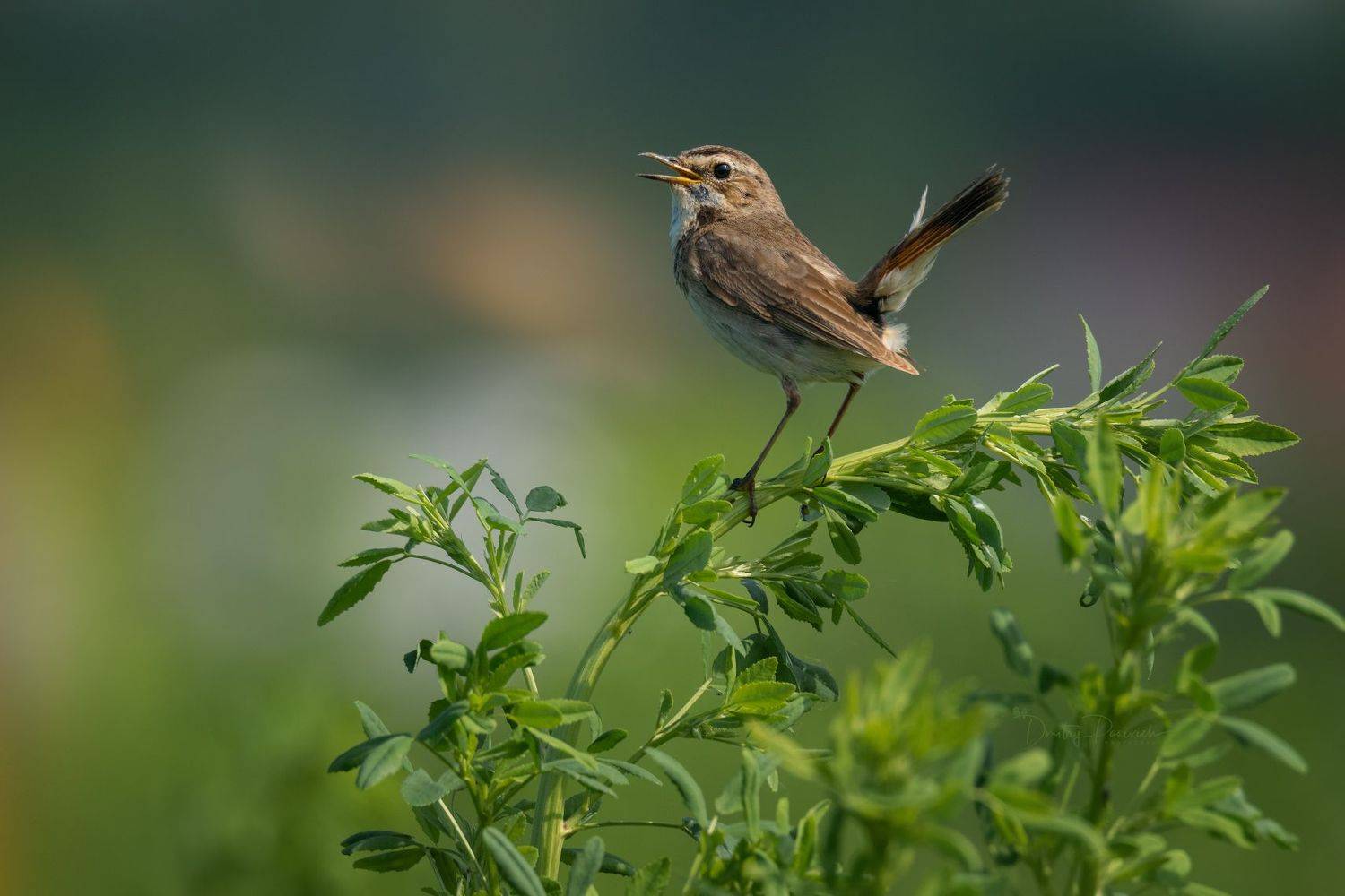 природа, лес, поля, огороды, животные, птицы, макро, Дмитрий Посевич