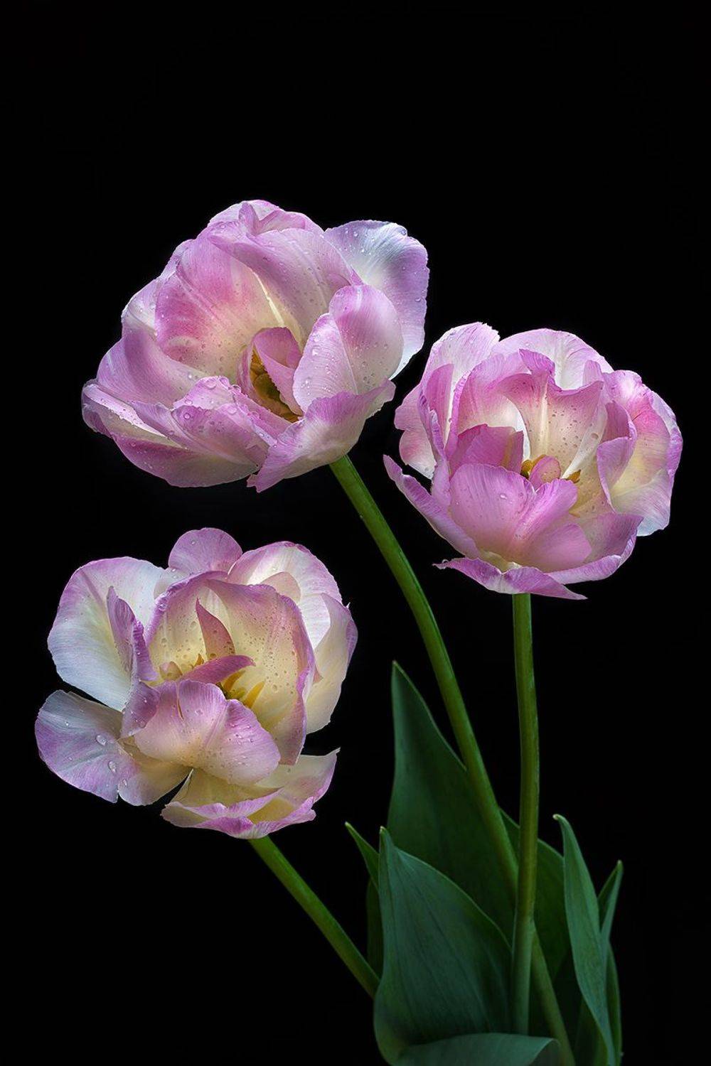 тюльпан, тюльпаны, цветы, цветок, розовый, флора, природа, лепестки, цвет, черный фон, минимализм, ЯR Ольга