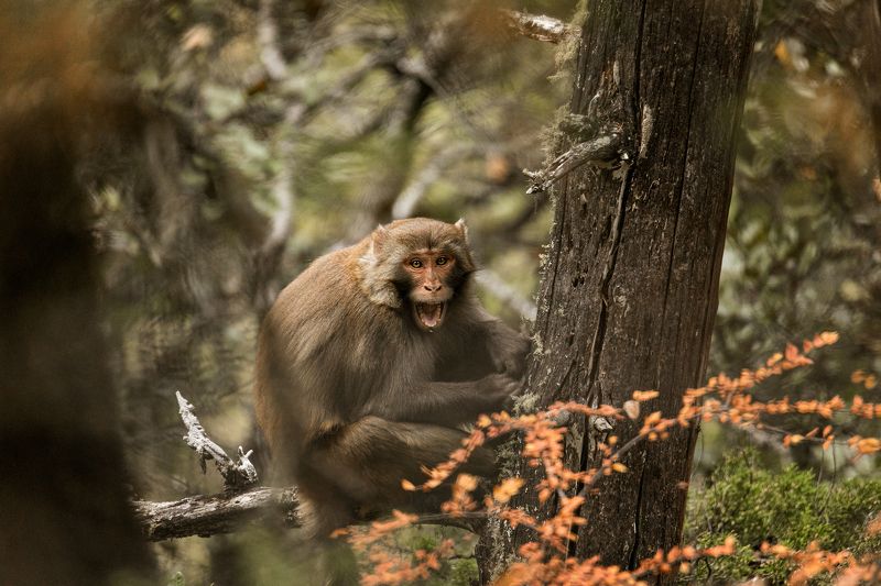 animals, wildlife, monkey, outdoor, nature, macaque Three kinds of mood фото превью