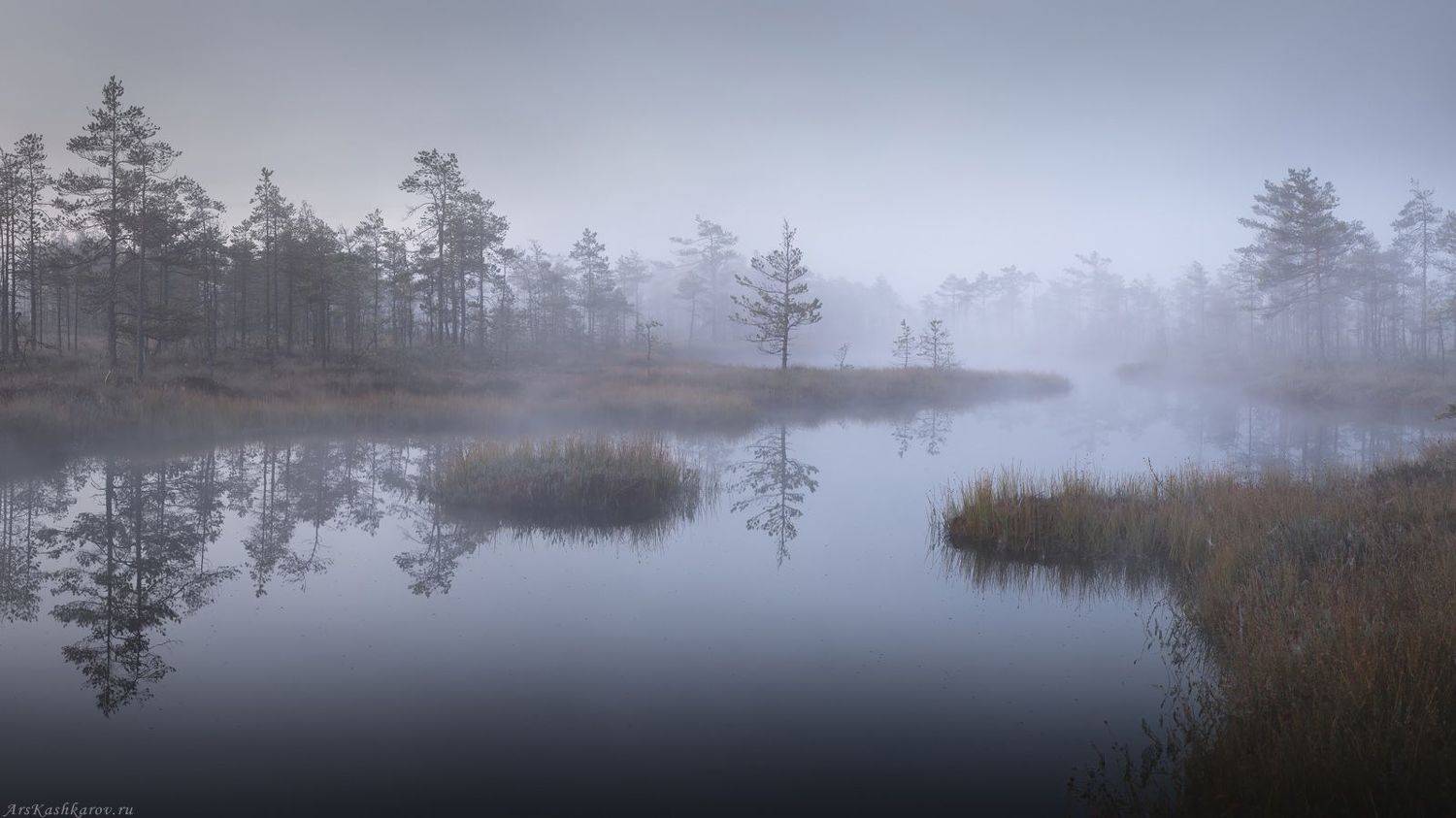 болото, ленобласть, фототур, туман, ленинградская область, первый снег, Арсений Кашкаров