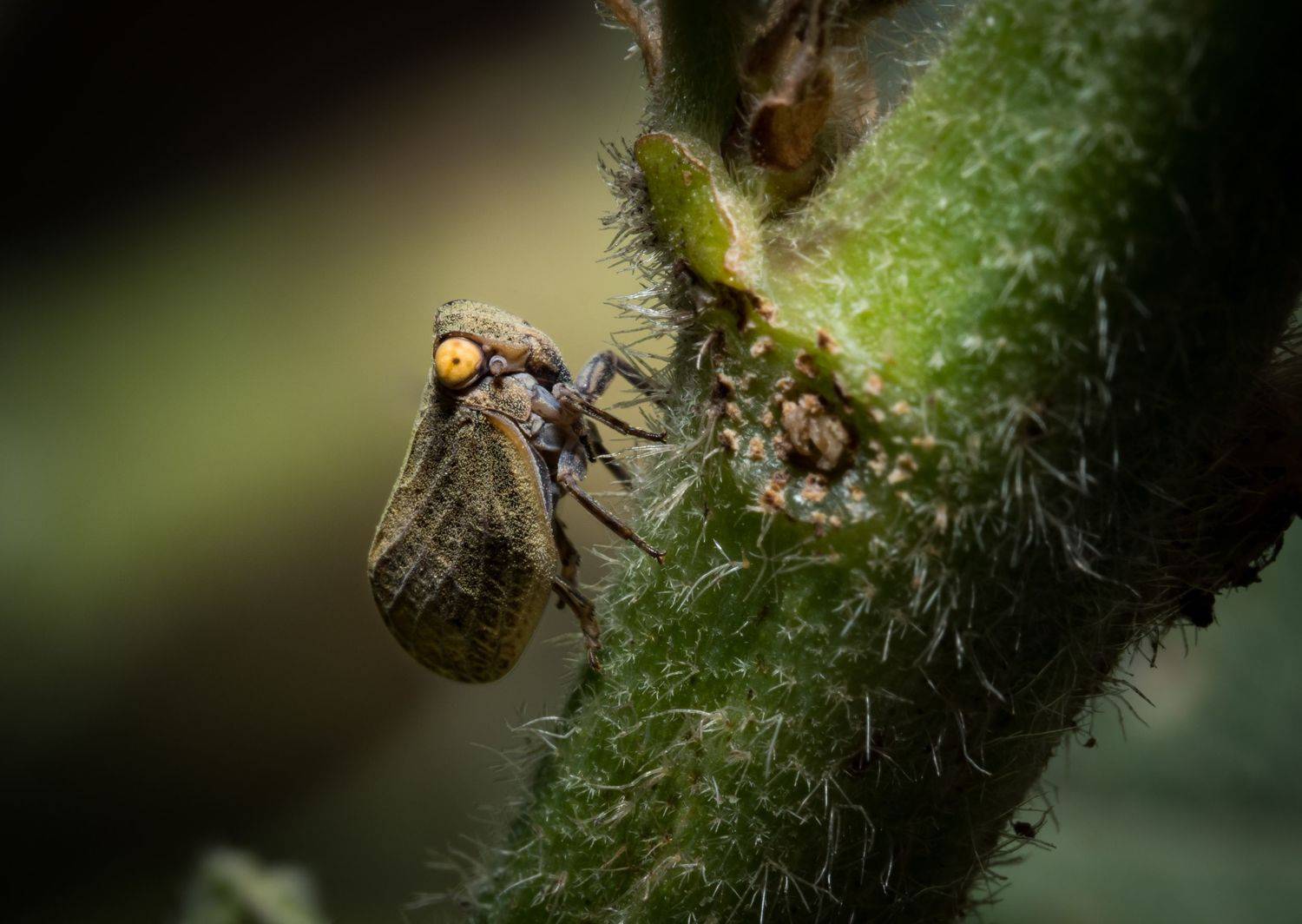 , Олесь Парицкий