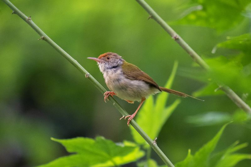 #birds  фото превью
