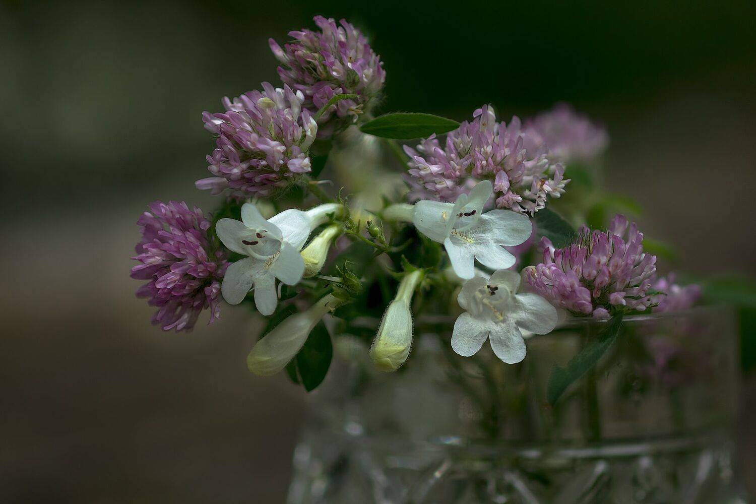 макро,цветы,лето,природа,флора, клевер,этюд,, Антонина Яновска