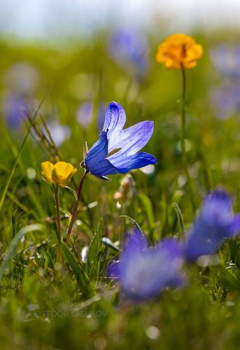 Весна в горах