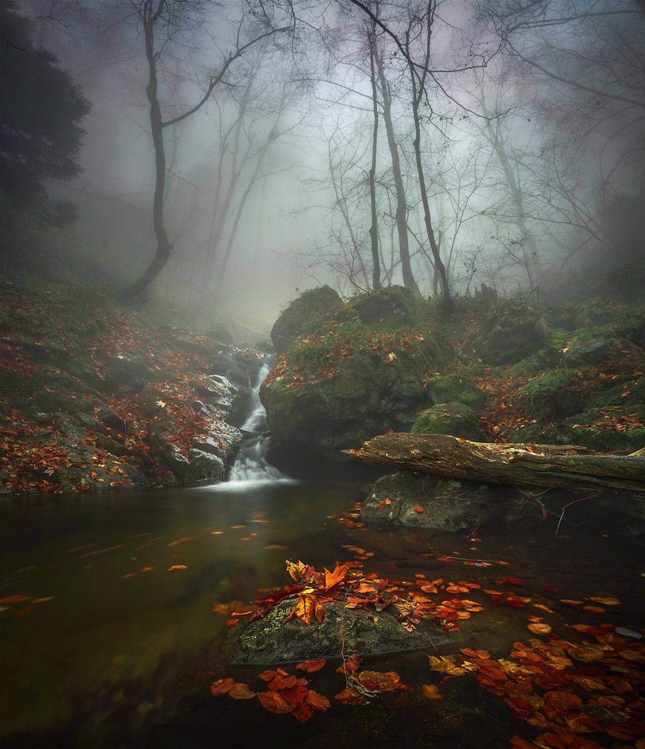 landscape nature scenery forest wood autumn mist misty fog foggy river waterfall colors mountain vitosha bulgaria туман лес, Александър Александров