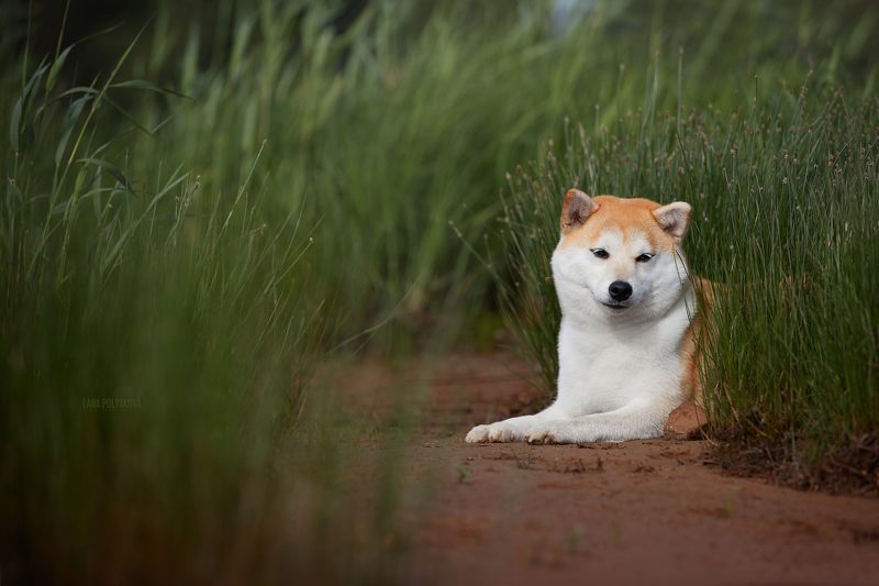 собака, сиба, сиба ину, шиба, шиба ину, лето, зелень *** фото превью