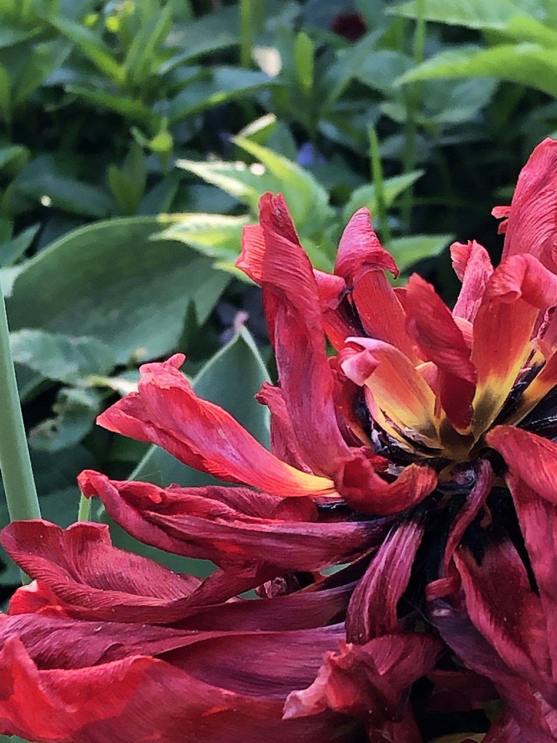 , Зоя Малхова